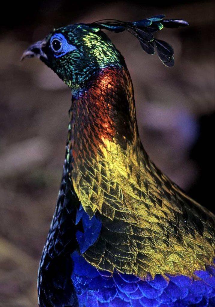 5f4972642e1566321147d7e46cd2533c?source=nlp&quality=hq&format=webp&resize=720