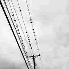 A monochrome image shows several birds perched on parallel power lines against a cloudy sky. The power lines stretch diagonally through the frame, supported by a single utility pole. The birds are spaced irregularly along the lines.
