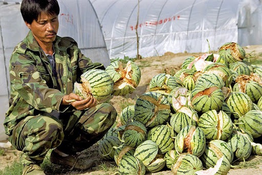 Bursting melons add to food woes - China.org.cn