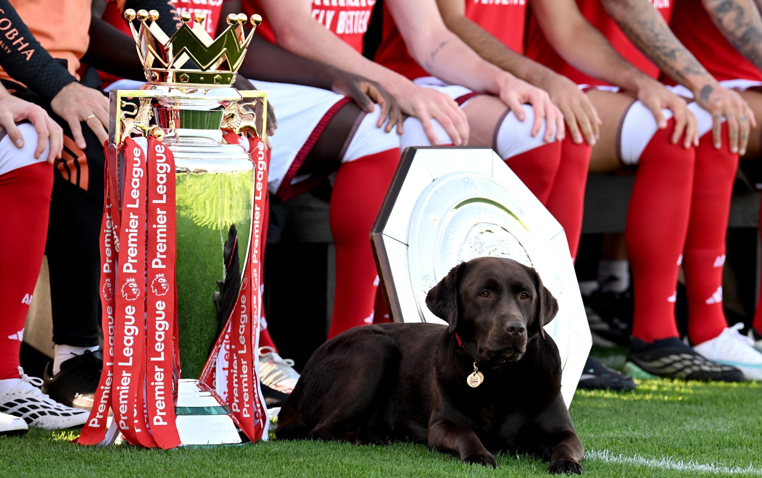 Arsenal's dog Win with the Premier League trophy