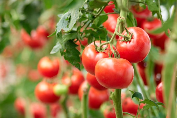 2,117,930 Tomato Stock Photos, Pictures & Royalty-Free Images - iStock