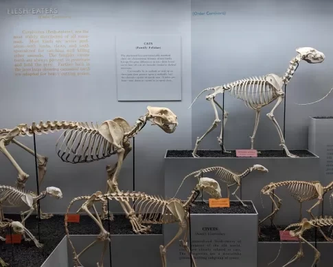 Inside The National Museum Of Natural History Where Plant, Animal And Human Specimens Are Displayed 603a8db7040a45eeb4e250654c69f73f?quality=uhq&format=webp&resize=720