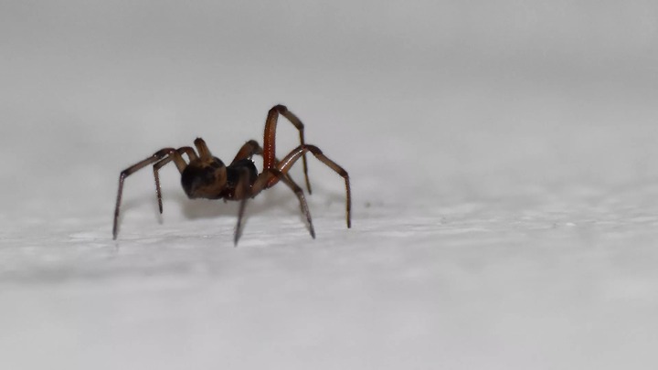 Close up of a small spider