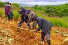 Smallholder farmers in northern Malawi, preparing deep beds to plant with peas and maize. Courtesy Alan Dixon