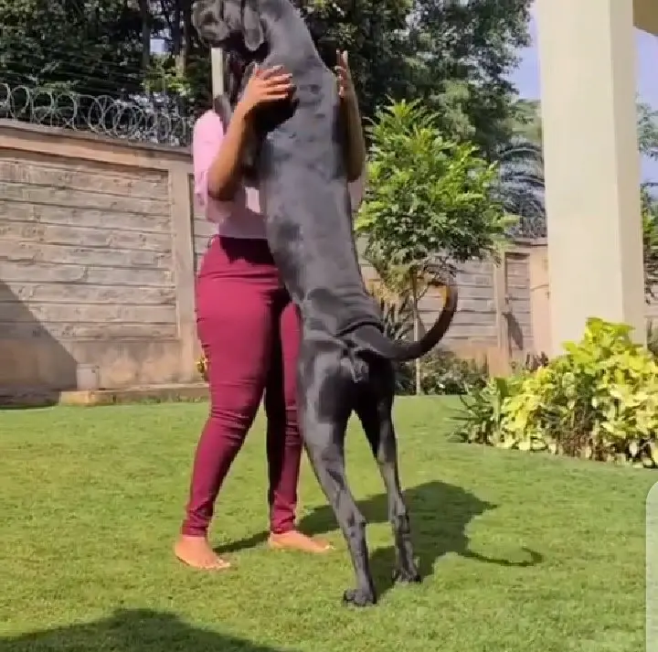 Look What A Lady Was Caught On Camera Doing With Her GIANT Dog. (VIDEO) 1