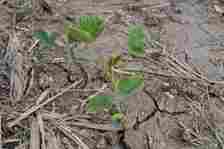Kelly-Garrett-young-soybean-plant-June-2023