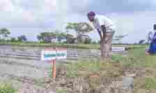 Maappillai Samba to Rajamudi: 203 lost paddy varieties revived by farmers, conservationists at Nel Jayaraman centre