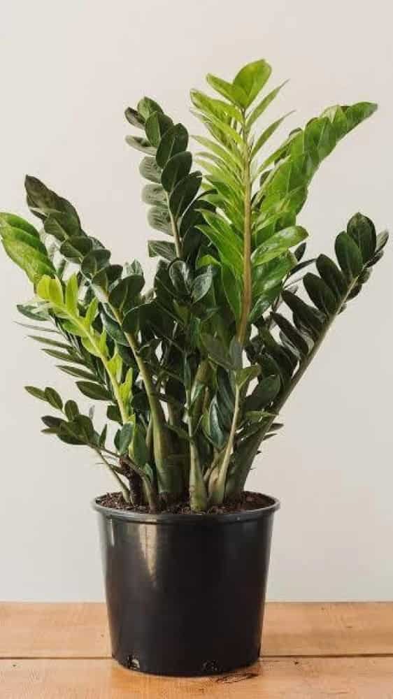 ZZ Plant