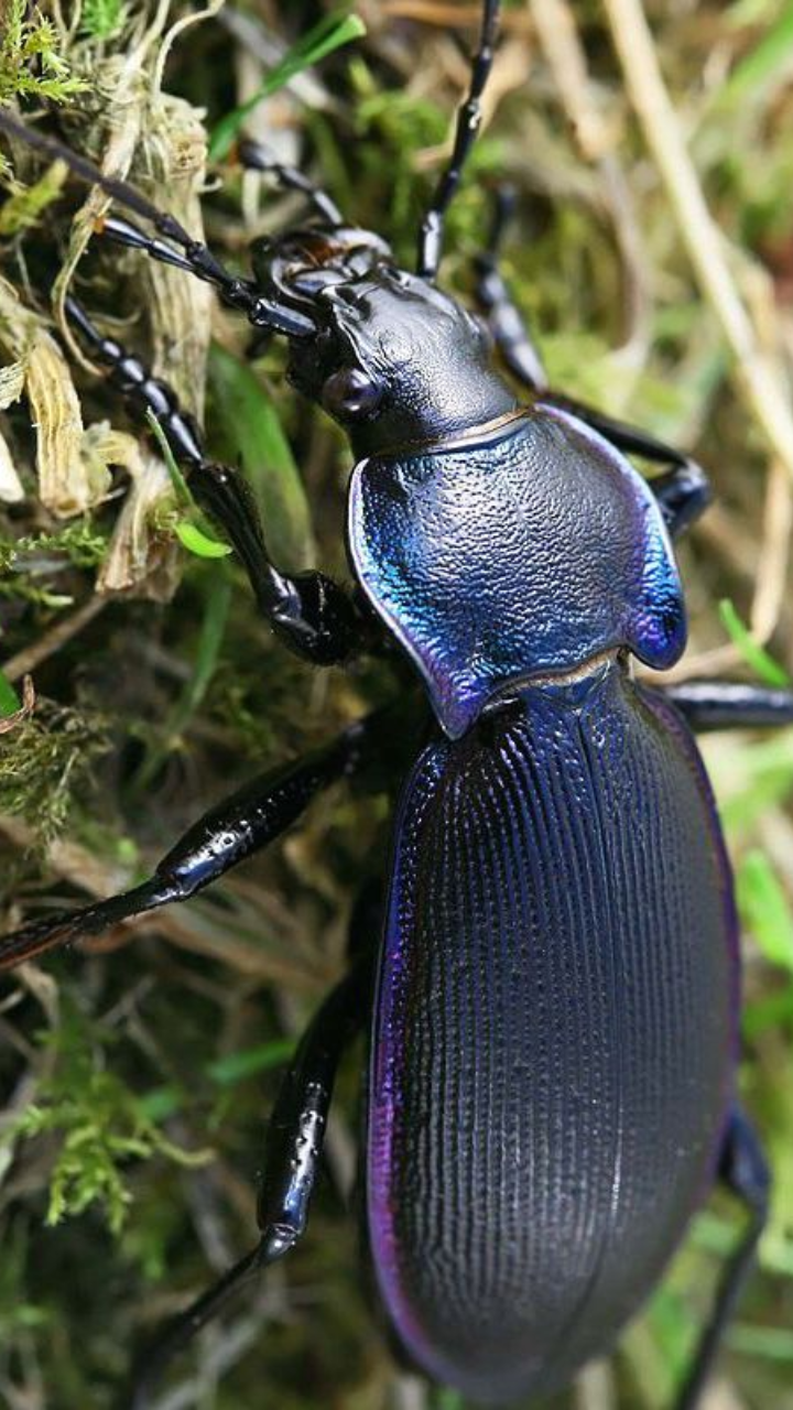​Ground Beetles