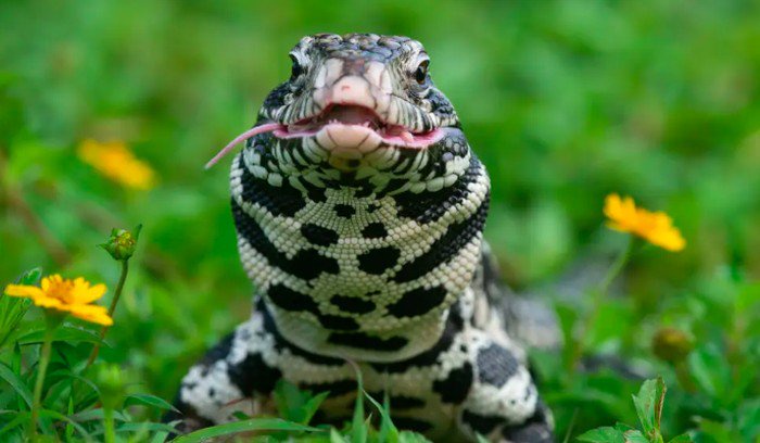 Lebih dari 100 kadal invasif seukuran anjing dilaporkan berkeliaran di seluruh South Carolina, Amerika Serikat (AS) dan menghancurkan ekosistem setempat, termasuk membunuh spesies yang terancam punah.