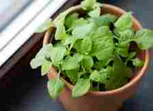young spinach growing in a pot near a window