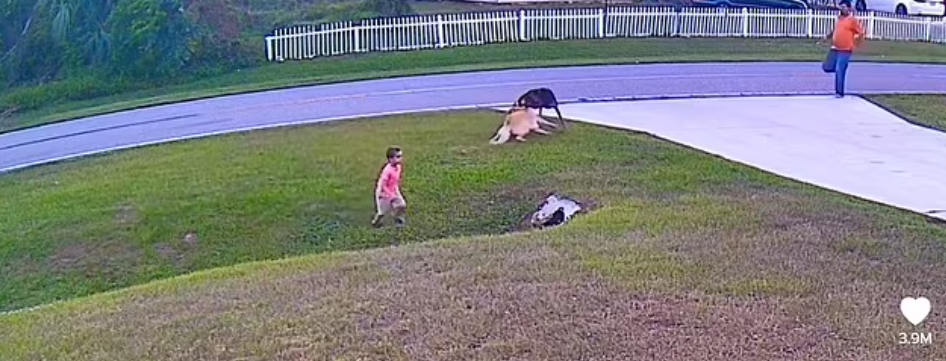 الكلب ينقذ الصبى