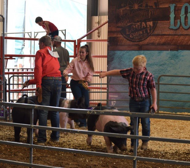 Top goat showmen test their skills at showing hogs during...