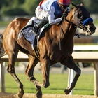 Preakness favorite Muth ruled out of the 2nd leg of the Triple Crown after spiking a fever
