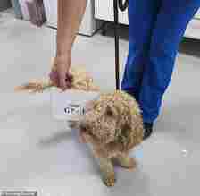 The female cockapoo (pictured) was looked after at a private boarding facility on behalf of the RSPCA and has since been happily rehomed