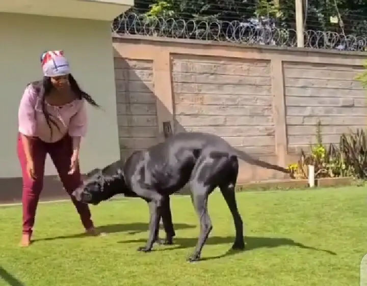 Look What A Lady Was Caught On Camera Doing With Her GIANT Dog. (VIDEO) 3