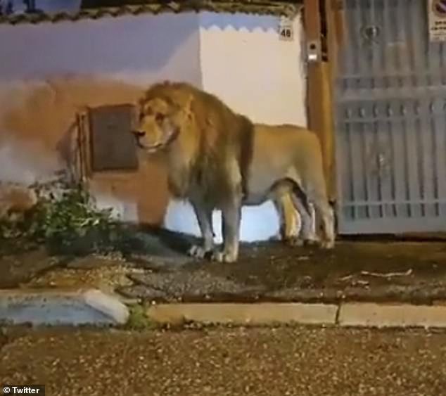 A terrifying video has emerged of the moment an escaped lion walks down a residential street in Rome