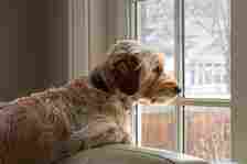 Young Goldendoodle dog waits at the window on a snowy winter day, resting upon a pale green sofa in a room with light colored walls. Soft, pastel, quiet mood, staying warm on a cold day.