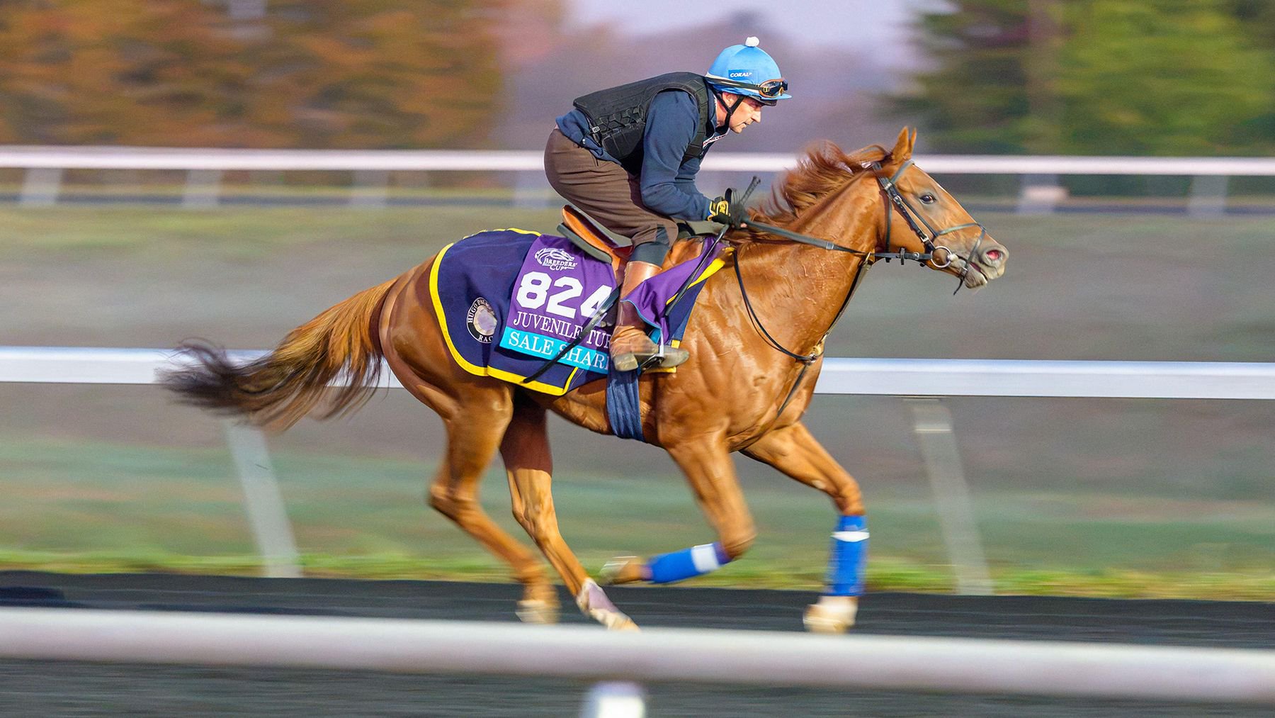 Breeders' Cup Juvenile Turf hope Sale Shark