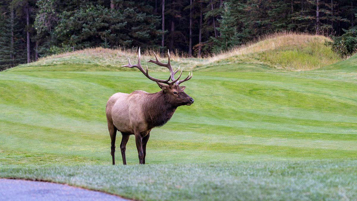 Bull elk rests and forages in prairie at forest edge during autumn.