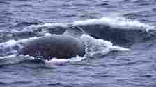 A bowhead whale breaching from the water