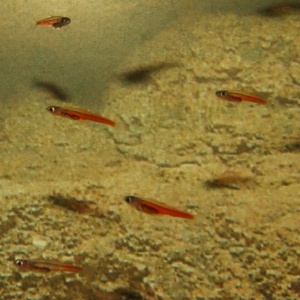 Paedocypris Fish Smallest Animals