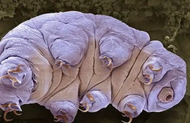 Only Animal World Without Stay Years Food Water