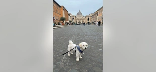Dog mom spends $900 taking her pup on month-long European vacation across Italy: ‘Great companion’