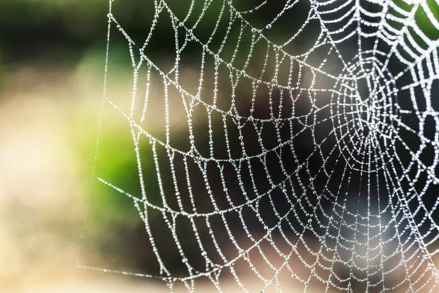 Times and Star: Spiders dislike some strong smells so these can be used to keep them out of your home 
