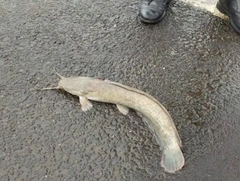 6 Reasons why fishes fall from the sky during heavy rain
