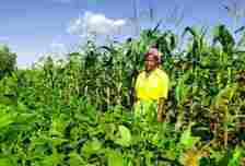 Esnala Jumbe of Njete Village in her maize-legume plot. Fabiano Chirwa/Tiyeni