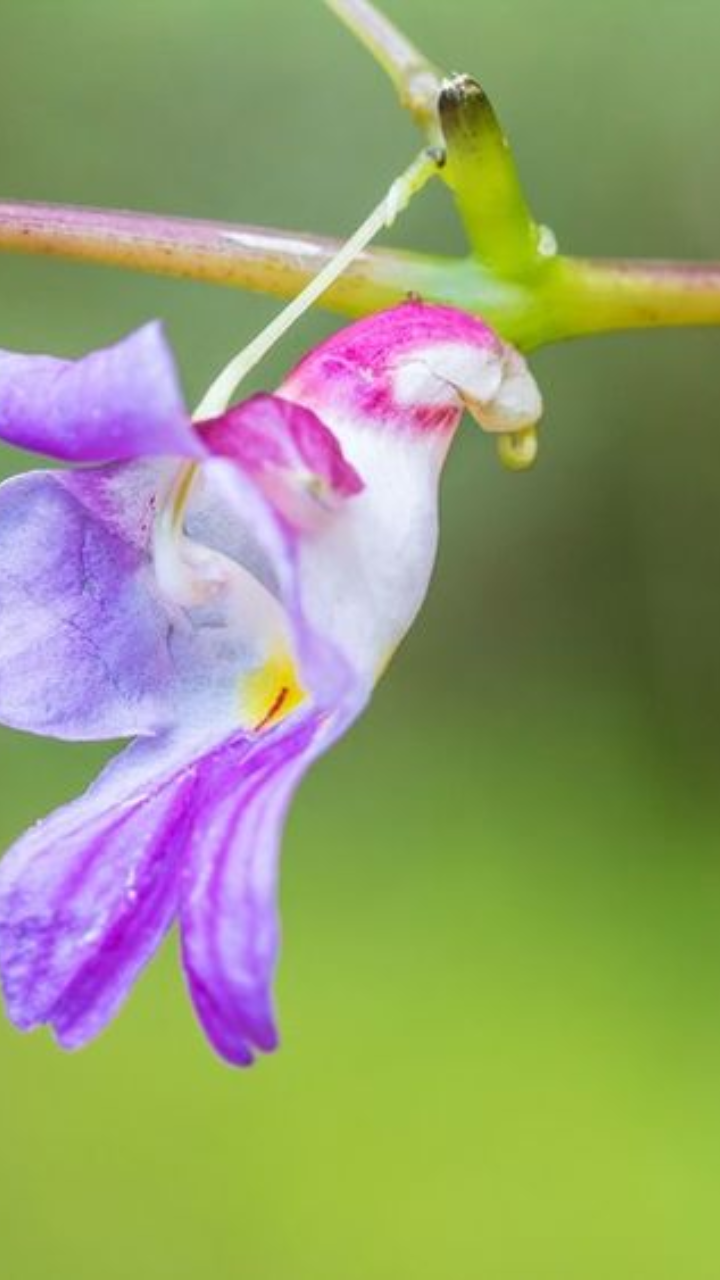 ​Parrot Flower 
