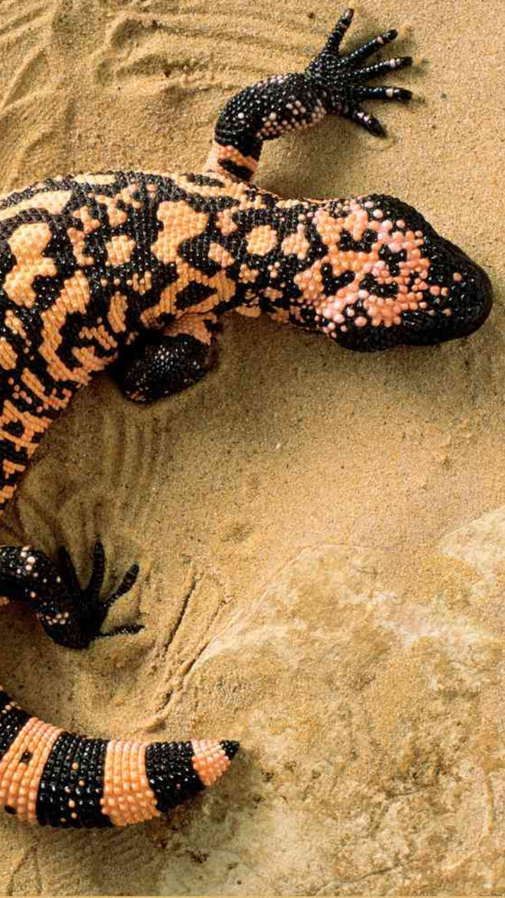 5. Gila Monster