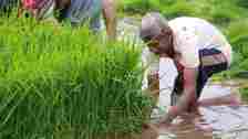 This year, direct sowing of paddy through Direct Seeded rice (DSR) technology was started after May 15 but the tranplantation was allowed from June 11 in six districts of the state and from July 16 to the remaining 17 districts.