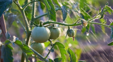 à quelle heure arroser les tomates quand il fait chaud