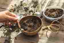 planting rooted ceropegia plant tuber in soil mix