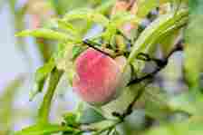 Growing, Caring for and Pruning Peach Trees