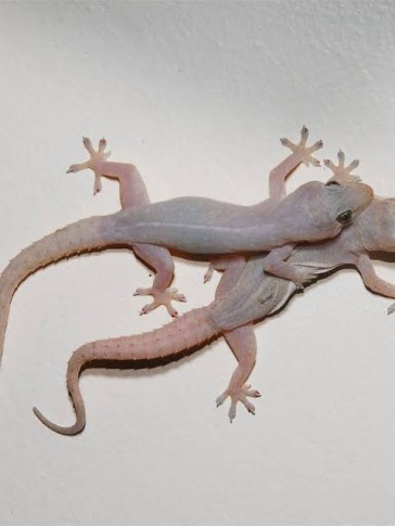 5 Ways to Eliminate Wall Geckos In Your Home, Office