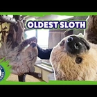 World's oldest sloth turns 54 at German zoo