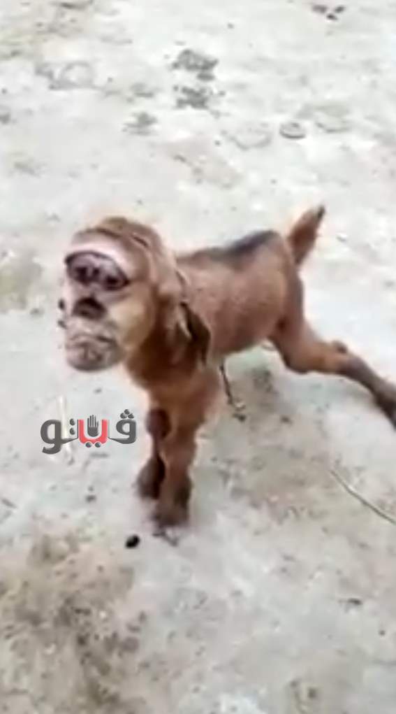 6f0a2f8157aed27ef38eb08248856584 2?source=nlp&quality=hq&format=webp&resize=720