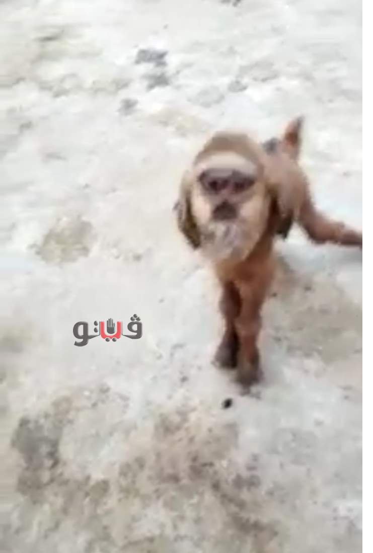 6f0a2f8157aed27ef38eb08248856584 4?source=nlp&quality=hq&format=webp&resize=720