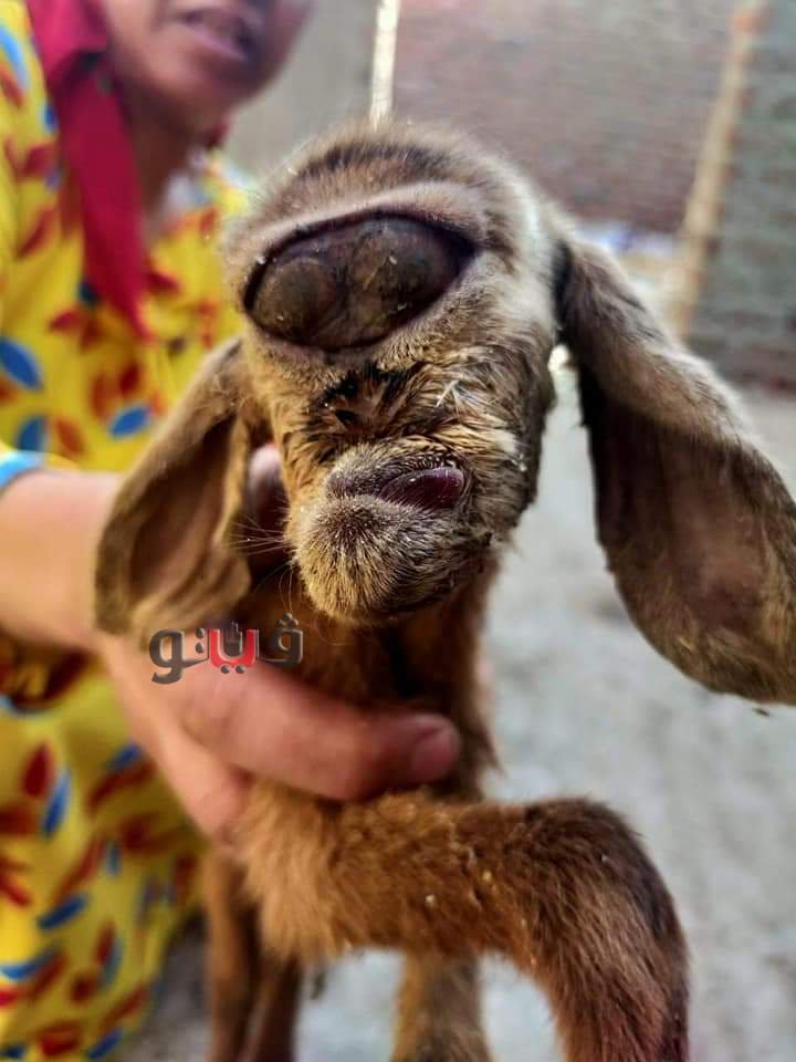 6f0a2f8157aed27ef38eb08248856584 5?source=nlp&quality=hq&format=webp&resize=720