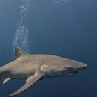 No, sharks aren't out to get you. But here's why it may seem like it.