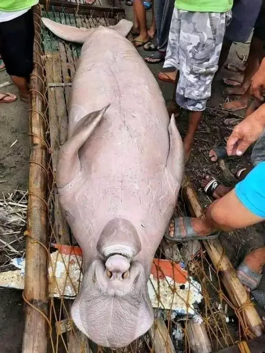 What Kind Creature This? Mysterious That Found Philippines (Photos)