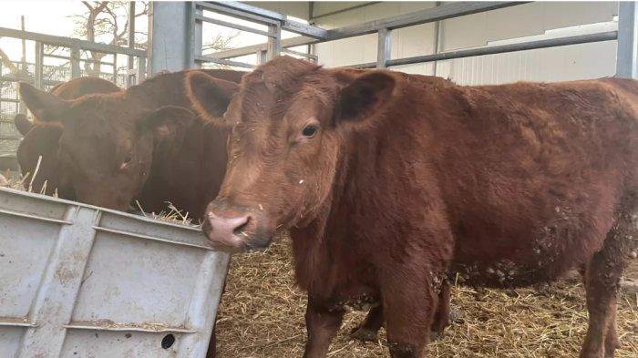 Sapi dara merah disimpan dalam pena di taman arkeologi di pemukiman Tepi Barat (MEE / Daniel Hilton)