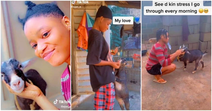 Nigerian Lady Flaunts Her Goat Pet She Calls Her Love Attempts to Brush Its Teeth – Videos Stir Reactions