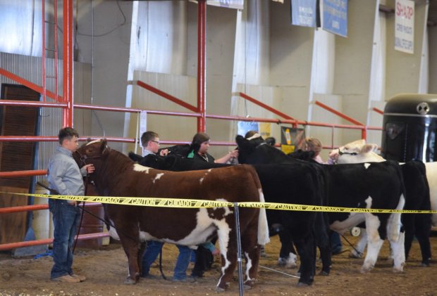 Top beef showmen pay close attention to the judge as...