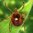 A lone star tick bite can cause a meat allergy: Here's what to watch out for this summer