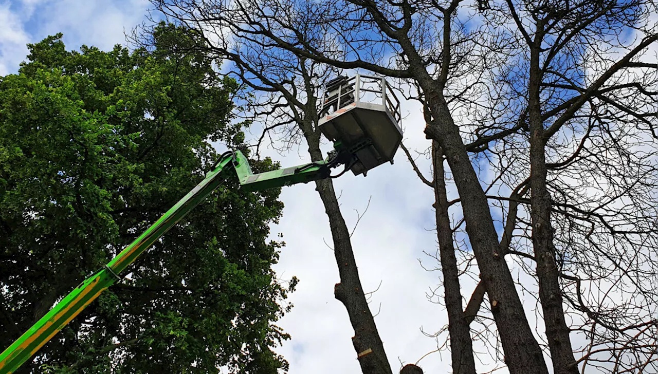 Tödlicher Sturz bei Baumpflege in Tornesch