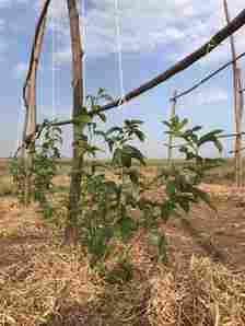 Passion Fruit Farming in Kenya: The Current State of Passion Fruit Industry TRELISIS